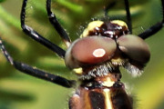 Swamp Tigertail (Synthemis eustalacta)